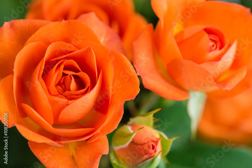 Fototapeta Naklejka Na Ścianę i Meble -  orange shrub rose bush