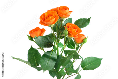 Fototapeta Naklejka Na Ścianę i Meble -  orange shrub rose bush