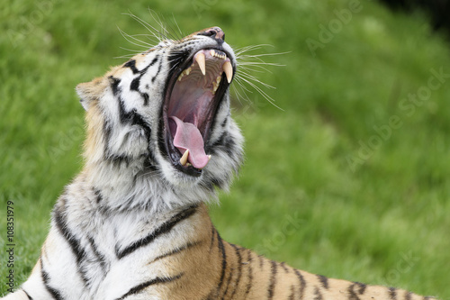 Fototapeta Naklejka Na Ścianę i Meble -  Il ruggito della Tigre