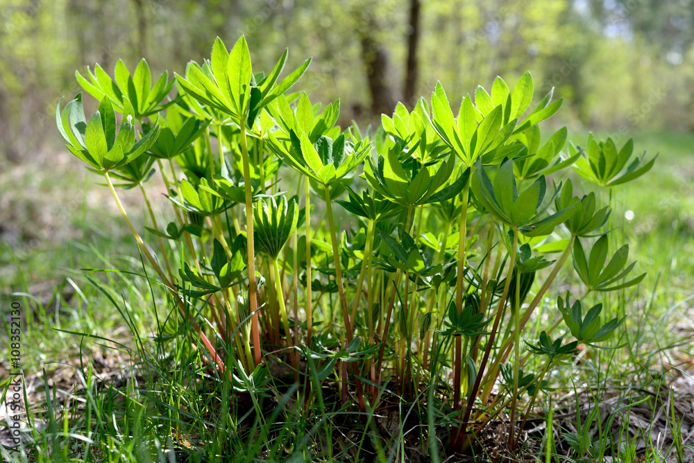 Young greens in the forest