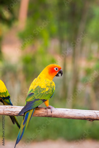 Sun Conure Parrots with nature background © ittipol