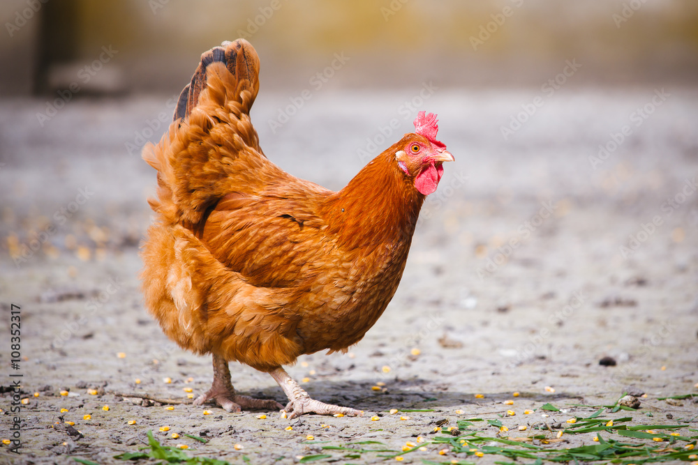 Fototapeta premium Chickens on traditional free range