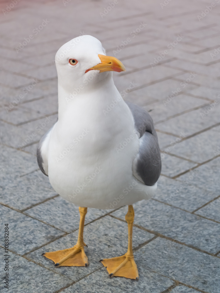 Obraz premium Seagull bird close up portrait