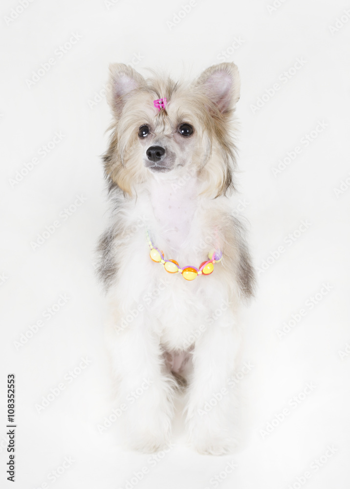 Cute Chinese Crested dog (Powderpuff variety, puppy) wearing beads ...