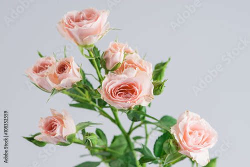 pale pink rose bush