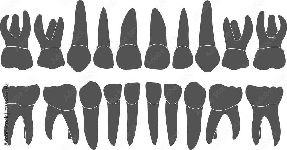 baby teeth - crown and root baby teeth - crown and root