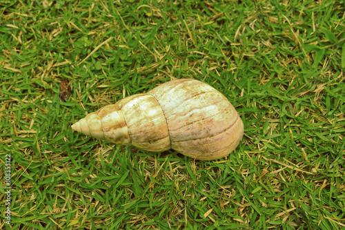 Snail in grass photo