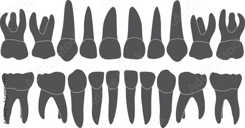 baby teeth - crown and root