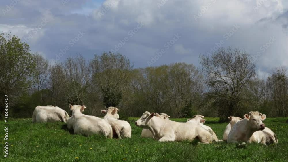 Vaches, Boeufs, Bovins