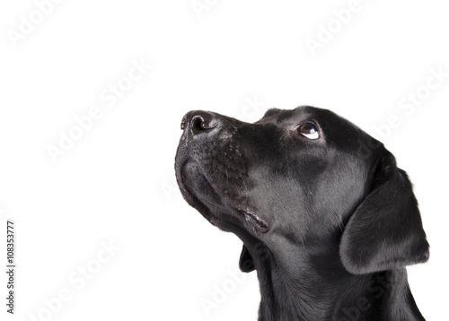 Portrait of a black Labrador Retriever looking up (isolated on white, with copy space on the left for your text)
