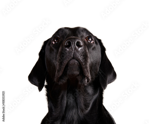 Portrait of a black Labrador Retriever looking up (isolated on white)