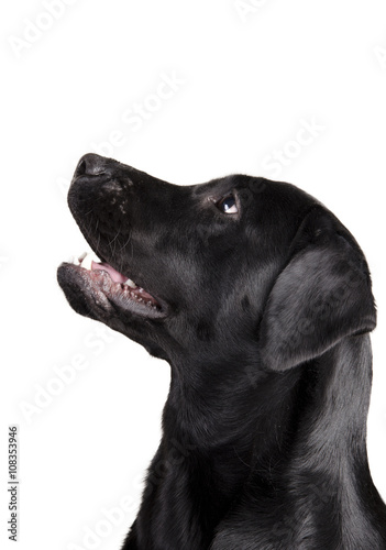 Black Labrador Retriever looking up in surprise  isolated on white 