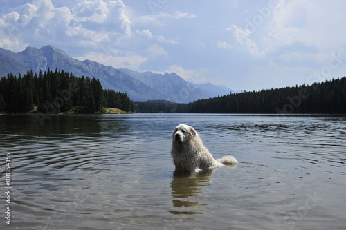 The dog in the lake