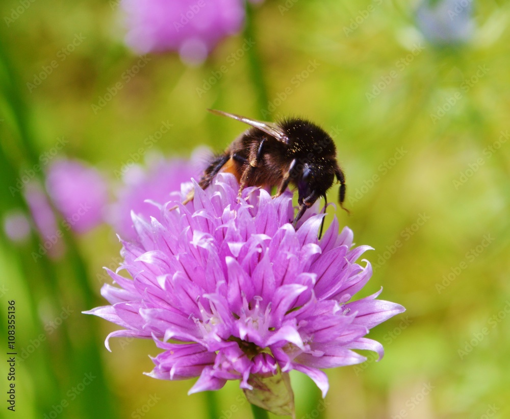 Bumble bee and Chive flower.