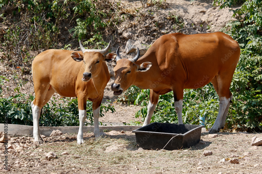 Banteng Mother With Its Calf Standing On the Ground Banteng Mother With Its Calf Standing On the Ground