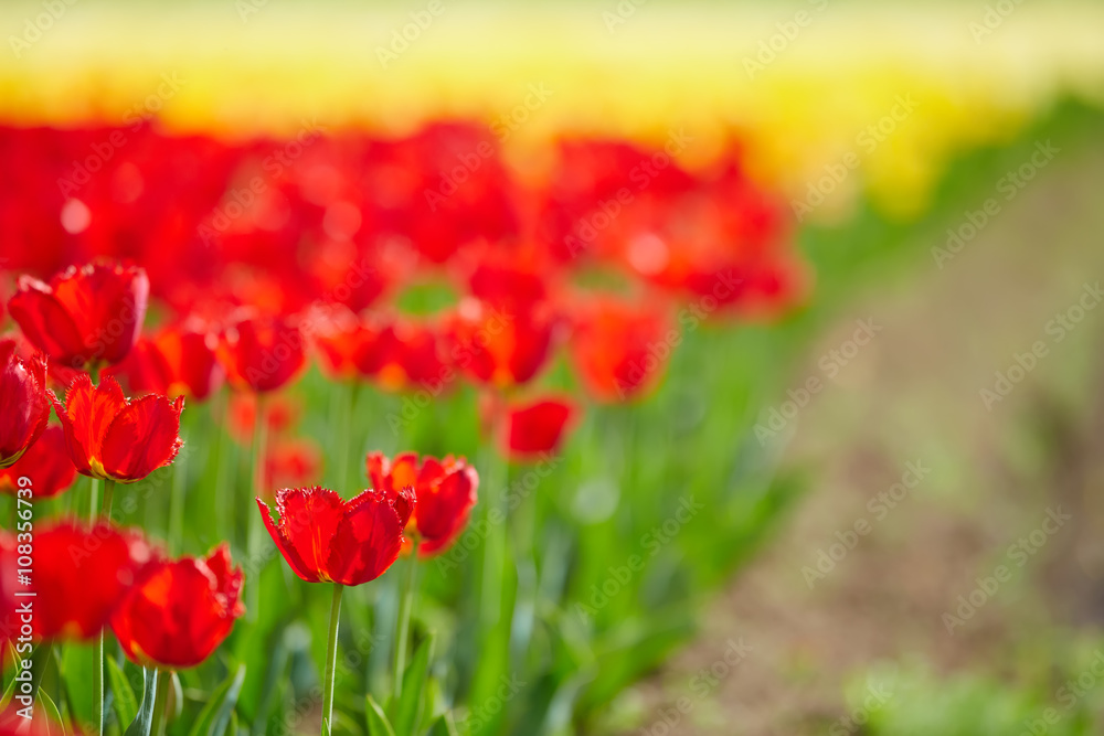 Colorful tulip garden in spring Colorful tulip garden in spring