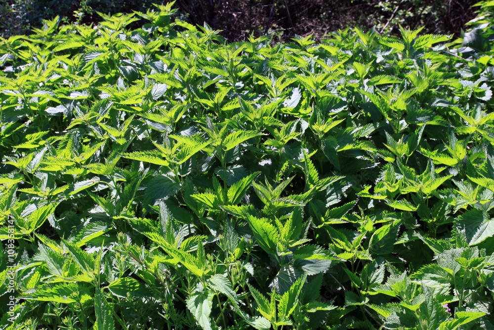 Cut stalks of nettles. Cut stalks of nettles.
