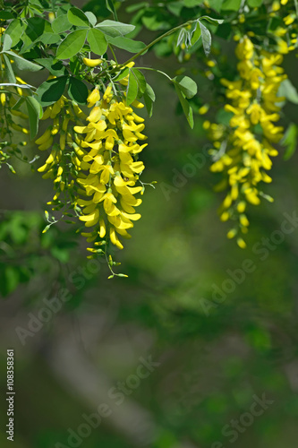 Laburnum anagyroides yellow flowers