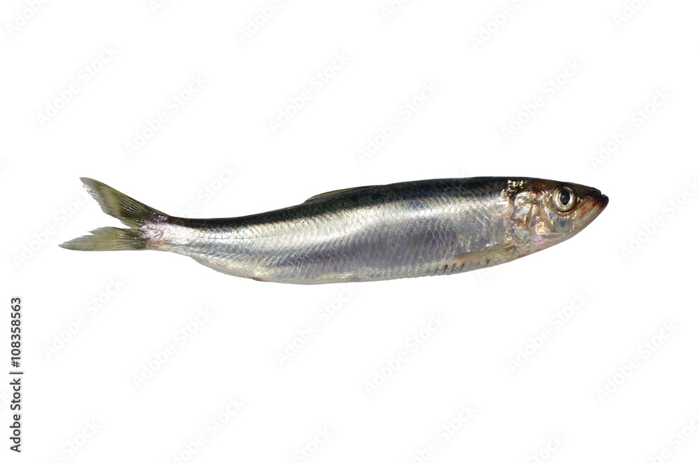 fresh herring