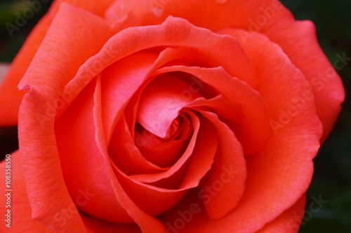 Colourful Red Rose.