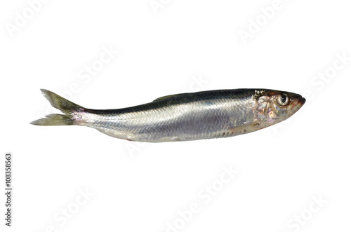 фотографія fresh herring
