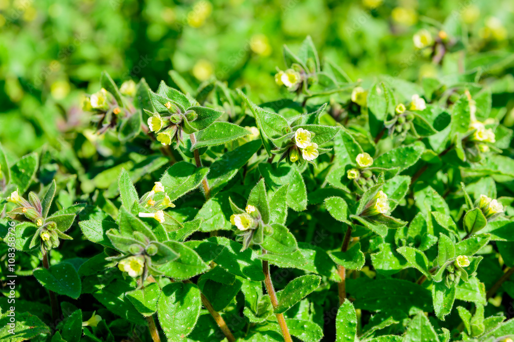 Nonea lutea, the yellow monkswort, a small and delicate primrose yellow flower in early spring.