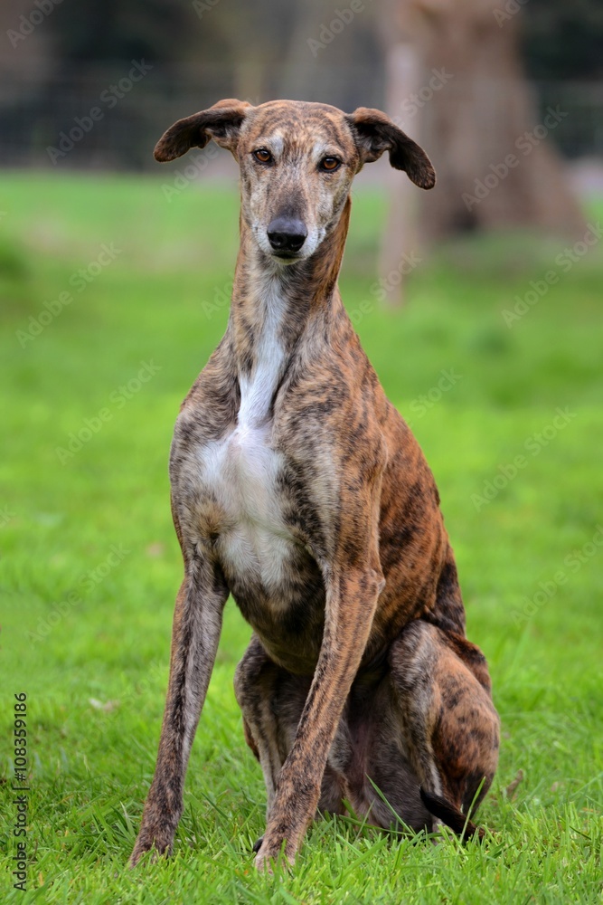 sitzender Galgo