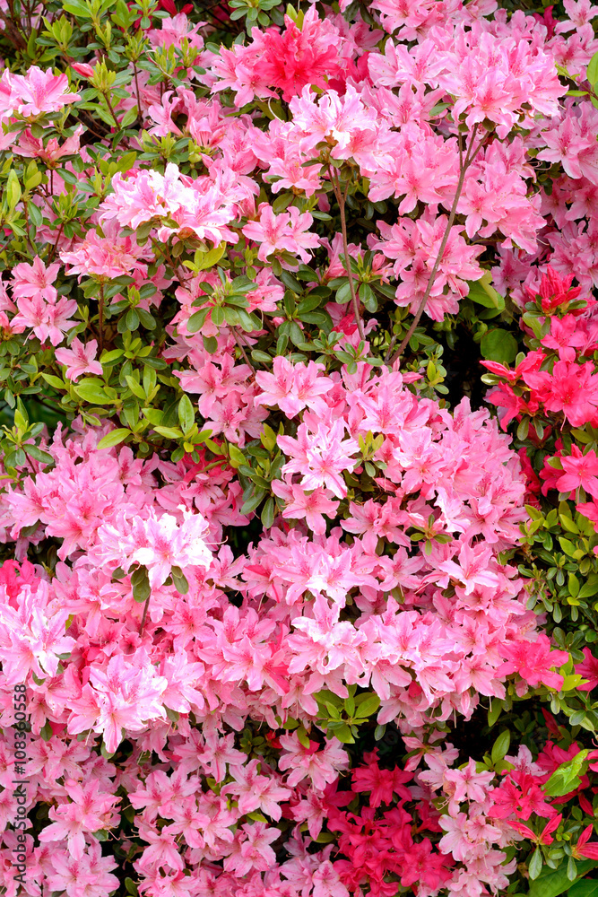 ピンク色のツツジの花
ピンク色のツツジの花