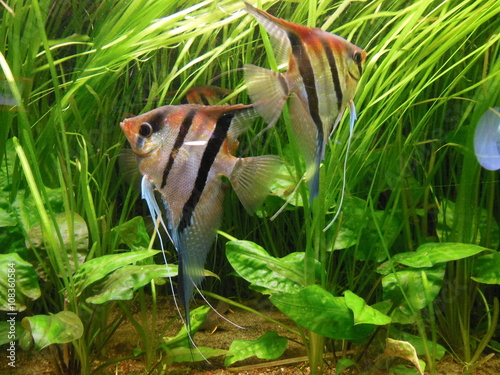 Fische