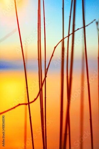 silhouette of reeds at sunset