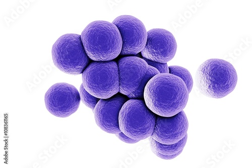 Staphylococcus aureus isolated on white background, pyogenic bacteria, purulent bacteria, realistic illustration of microbes, spherical bacteria, cocci, scientific background. 3D illustration photo
