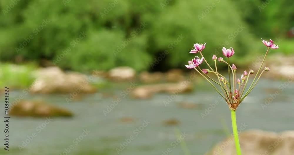 Butomus Umbellatus Flowers In Summer Day 4k