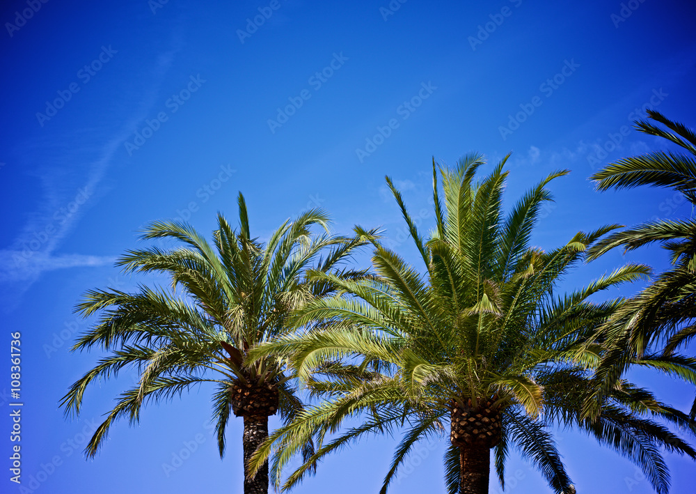 Palm Trees on Blue Sky