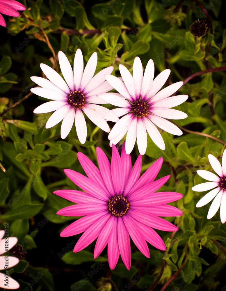 Fototapeta premium Garden Daisy Flowers