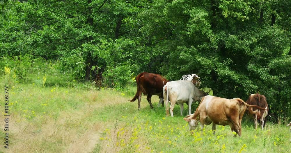 Cows Grazing On Green Summer Meadow 4k Cows Grazing On Green Summer Meadow 4k