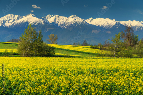 Canola field and high snowy mountains,Fagaras,Carpathians,Transylvania,Romania