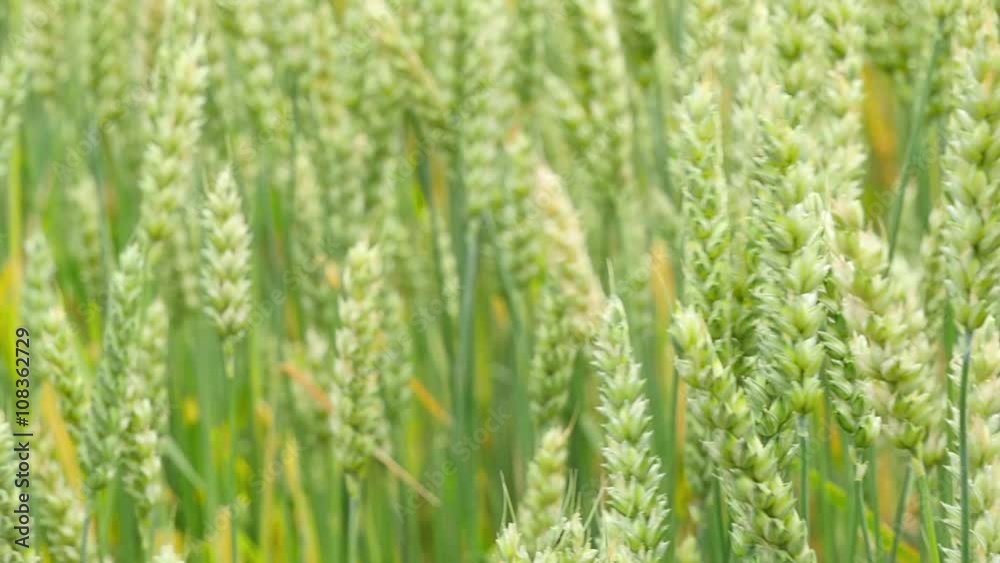 Green wheat on a grain field slow motion Green wheat on a grain field slow motion