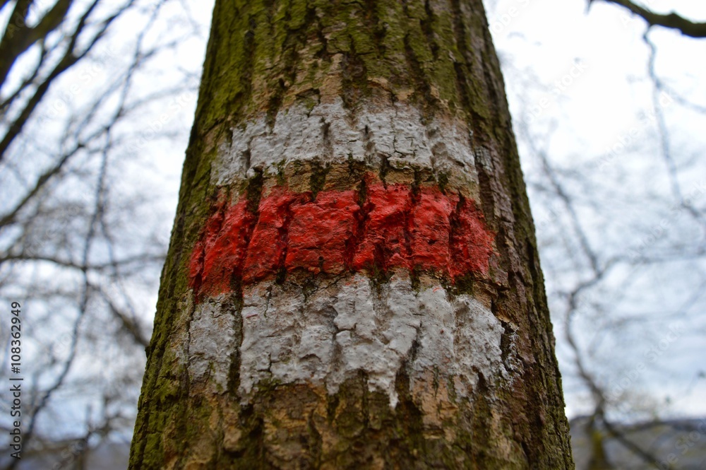 White and red trail marking on a tree