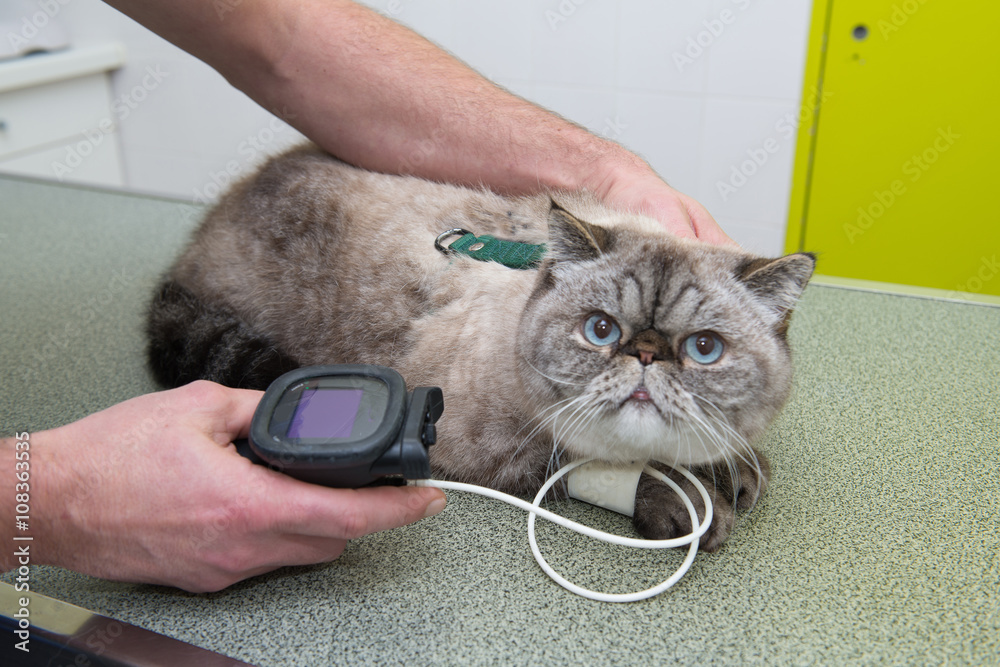 Fototapeta premium vétérinaire, hypertension artérielle chez le chat et le chien est une maladie cardiovasculaire mesurer avec le tensiomètre.