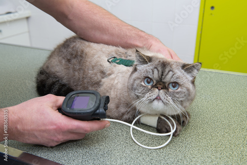 Fototapeta Naklejka Na Ścianę i Meble -  vétérinaire, hypertension artérielle chez le chat  et le chien est une maladie cardiovasculaire mesurer avec le tensiomètre.