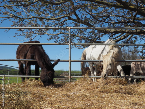 cavalli e asini