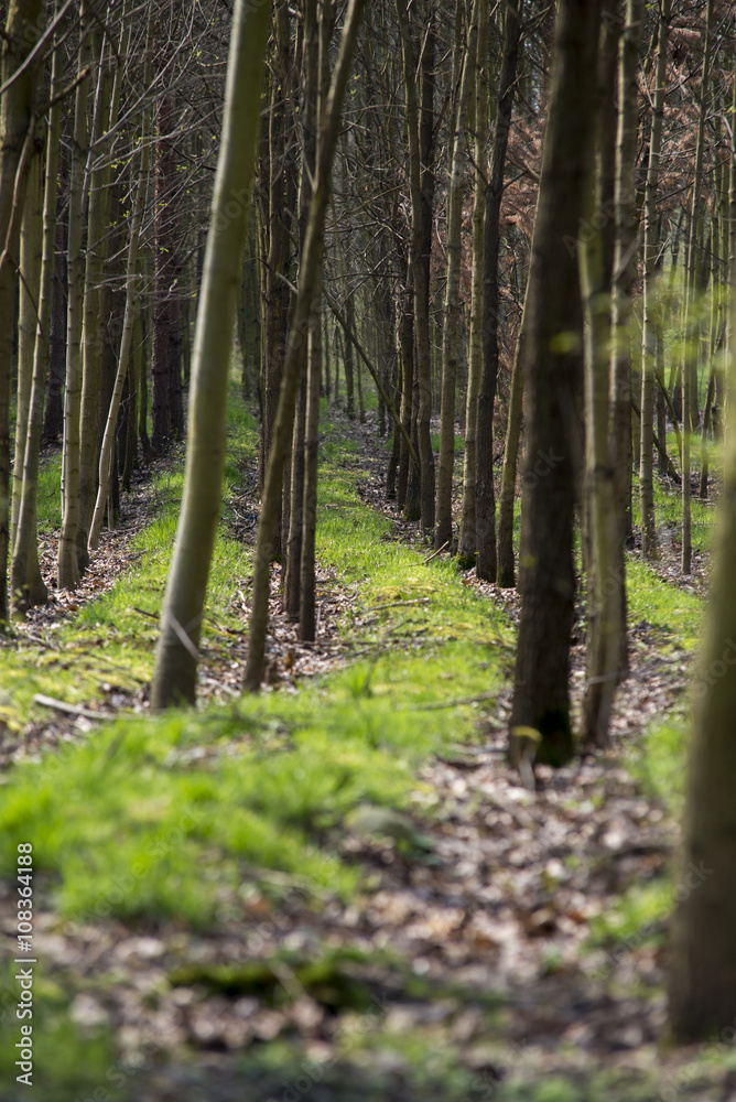 Naklejka premium view inside of the forest on the trees