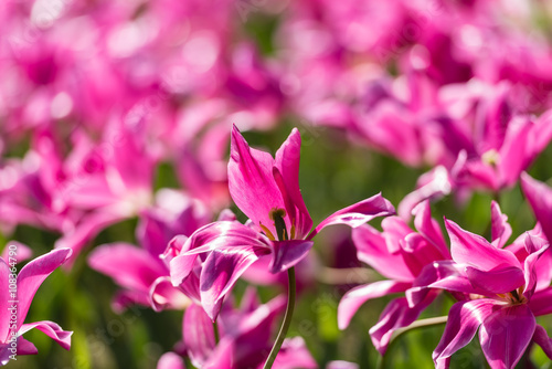 Grown tulip flowers in a garden