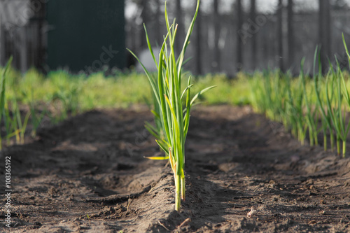 green onions
