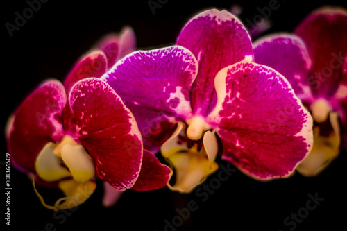Mysterious violet  orchids on a black background