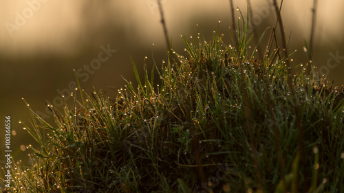 Fresh young grass in a early morning sun