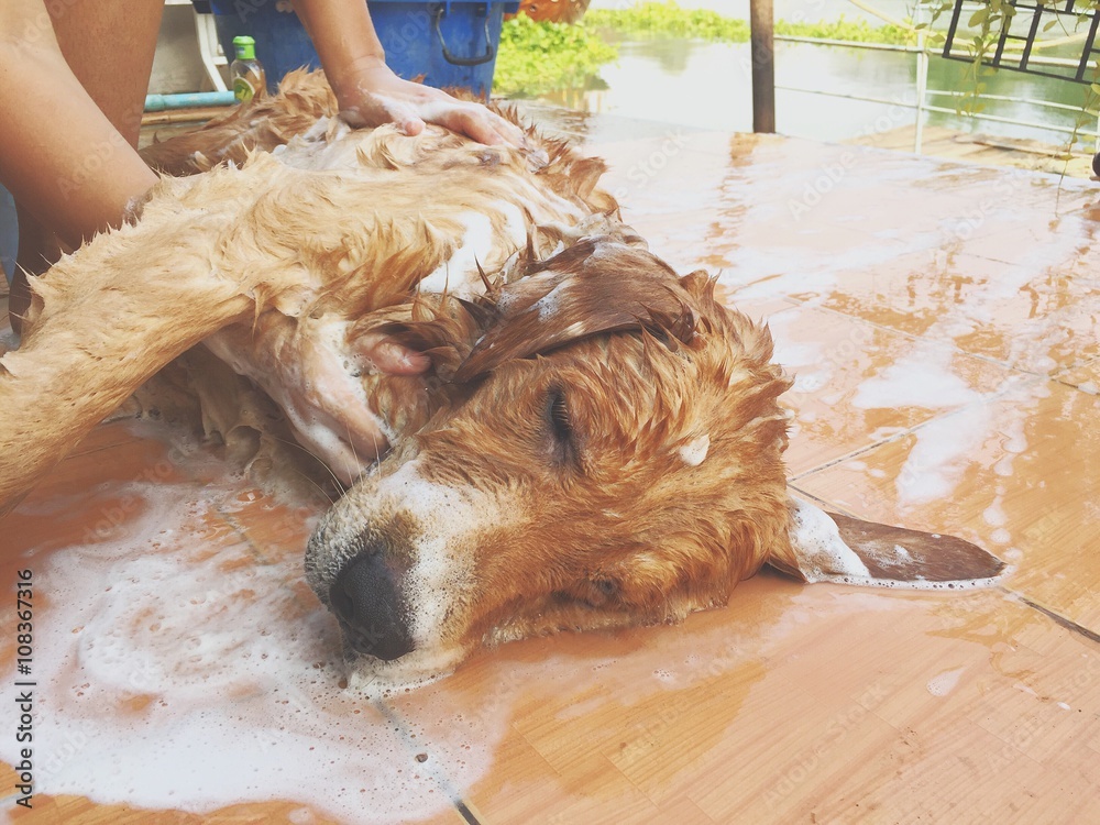 Dog Bath Time At Home Stock Photo Adobe Stock dog-bath-time-at-home-stock-photo-adobe-stock