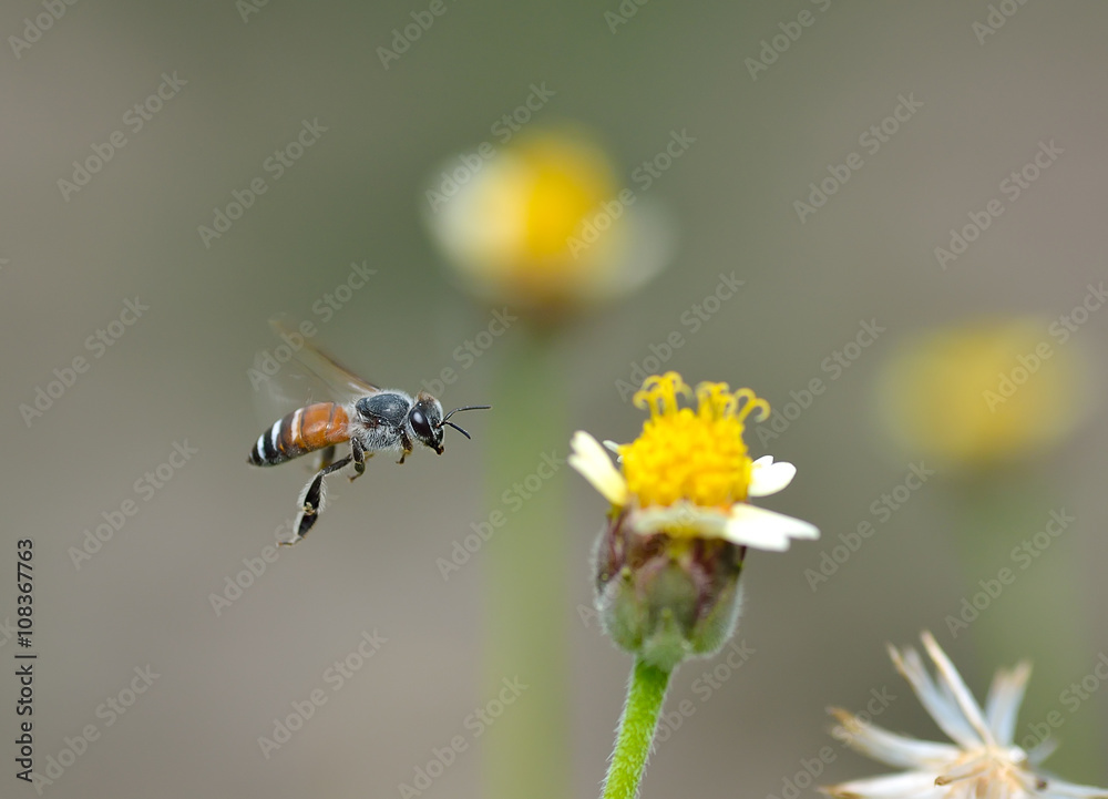 Honey Bee to the flower and collect the nectar Honey Bee to the flower and collect the nectar