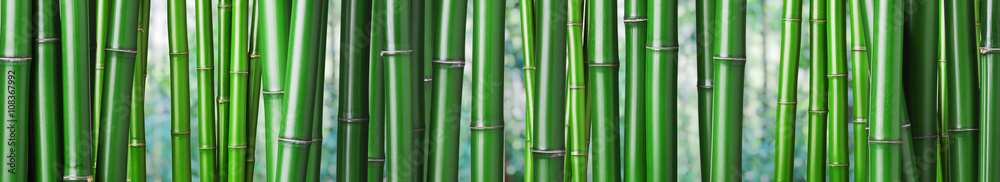 Obraz premium tło zielony bambus