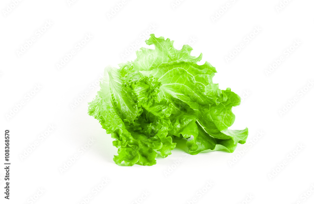 Lettuce isolated on white background Lettuce isolated on white background